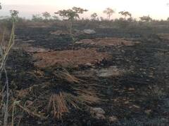 आसामाजिक तत्वों ने जला दिए 300 पेड़-पौधे, आक्रोशित लोगों ने की कार्रवाई की मांग