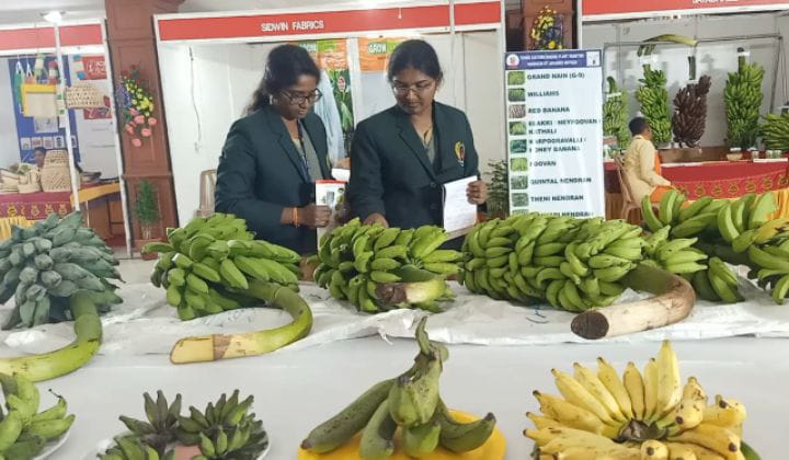 பாரம்பரிய வாழை ரகங்களின் ஏற்றுமதியை அதிகரிக்க வேண்டும் - ஏற்றுமதி மேம்பாட்டு ஆணைய தலைவர்