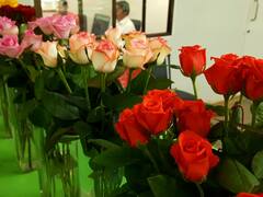 भारतातल्या गुलाबांना परदेशातून मागणी वाढली, 40  कोटींच्या घरात उलाढाल पोहचण्याचा अंदाज