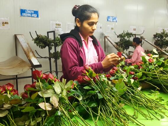 विदेशों से बढ़ी भारत में गुलाब की मांग, घरेलू कारोबार 40 करोड़ पहुंचने का अनुमान