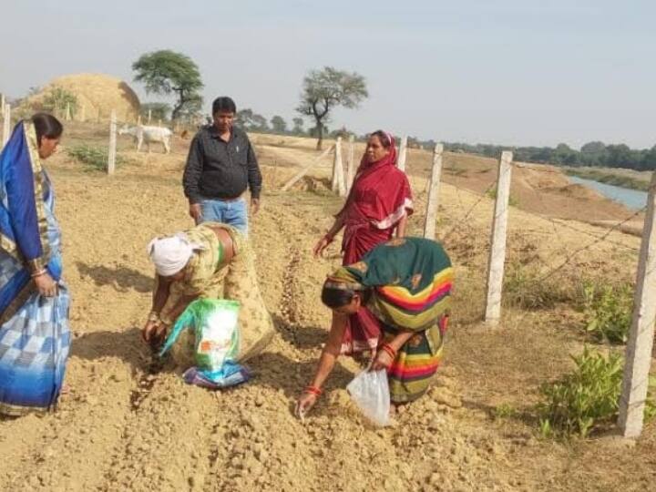 Chhattisgarh Potato farming by women group potato Farming Durg News ANN Durg News: महिला समुह ने की सामुदायिक बाड़ियों में आलू की खेती, छह गुना मुनाफा होने की उम्मीद