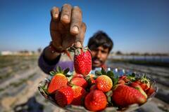 Strawberry Benefits: পুষ্টিতে ঠাসা স্ট্রবেরি, বাঁচাবে কোন কোন রোগ থেকে?
