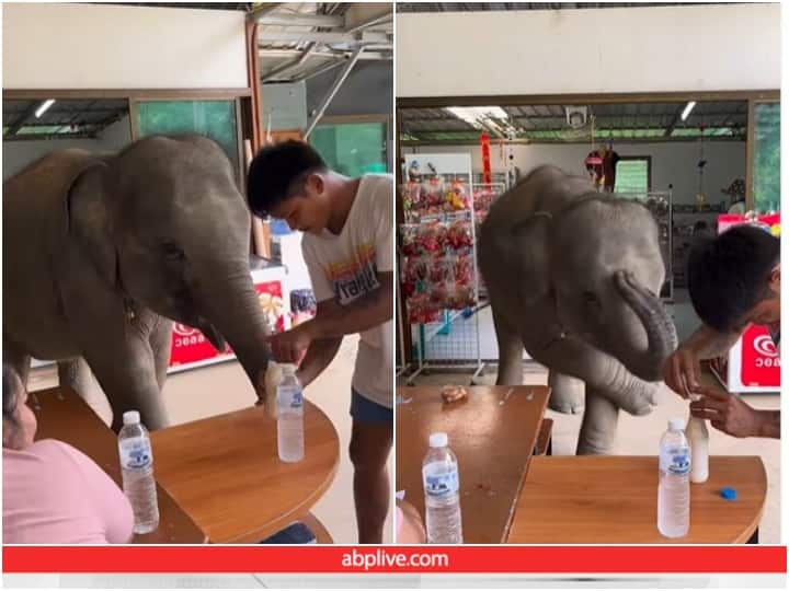 Video: केयरटेकर से दूध के लिए क्यूट अंदाज में जिद कर रहा हाथी का बच्चा, दिल जीत लेगा वीडियो baby elephant asking its caretaker for milk has gone viral online Video: केयरटेकर से दूध के लिए क्यूट अंदाज में जिद कर रहा हाथी का बच्चा, दिल जीत लेगा वीडियो