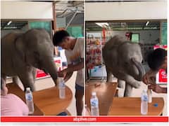 केयरटेकर से दूध के लिए क्यूट अंदाज में जिद कर रहा हाथी का बच्चा, दिल जीत लेगा वीडियो