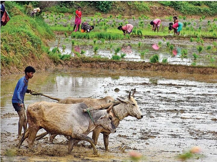 अर्थव्यवस्था की रीढ़ किसान कब तक बना रहे 'अन्नदाता', खेती क्यों नहीं है मुनाफे का सौदा?