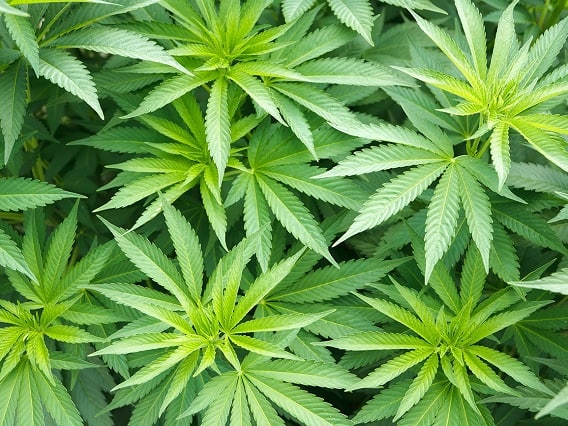 Cultivation of Cannbis: Know what is the Difference between Ganja and Bhang Cannbis : ગાંજા અને ભાંગમાં શું અંતર? શેમાંથી બને છે? કોણ કરી શકે તેની ખેતી? જાણો જરેજરની વિગત