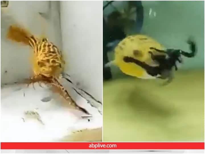 Deadly Pufferfish Eats Snake And Scorpion in Water tank video goes viral Video: मछली ने पलभर में किया सांप और बिच्छू का काम तमाम, रोंगटे खड़े कर देगा वीडियो