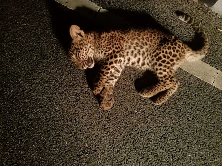 Tirumala Ghat road Leopard cub died unknown vehicle dashed DNN Leopard Cub : తిరుమల ఘాట్ రోడ్డులో చిరుత‌ పులి పిల్ల మృతి