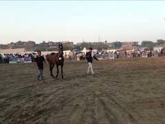 काय त्यांची चाल, काय तो रुबाब; सारंखेड्यात अश्वसौंदर्य स्पर्धा, अश्वशौकीनांची गर्दी