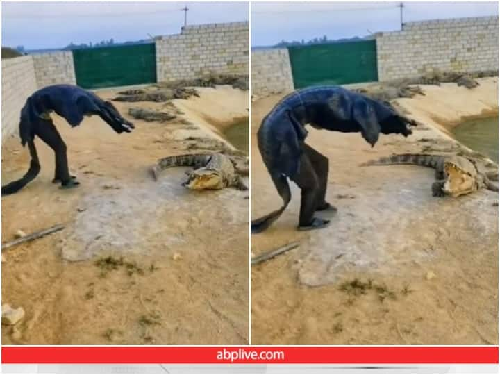 Man wearing crocodile skin scaring a real crocodile Video: नकली खाल पहन शख्स ने असली मगरमच्छ को डराया, यूजर्स ने बताया सिरफिरा