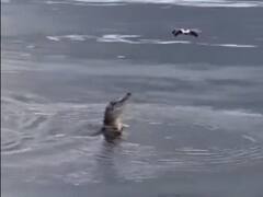 Alligator Leaps Into Air To Catch A Drone, Netizens Are Amazed. WATCH