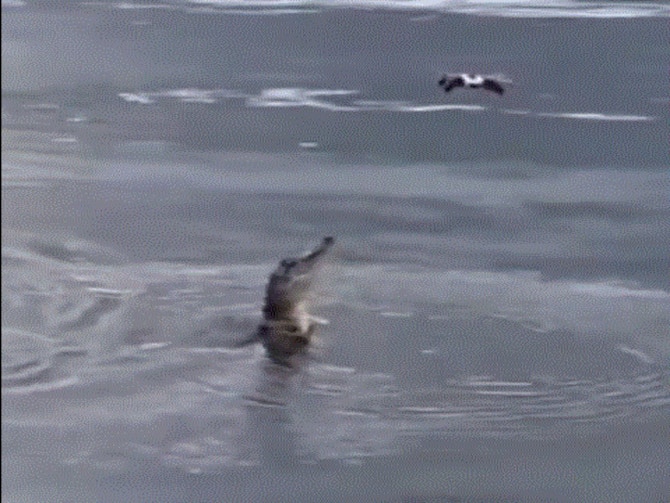 Alligator Leaps Into Air To Catch A Drone, Netizens Are Amazed WATCH