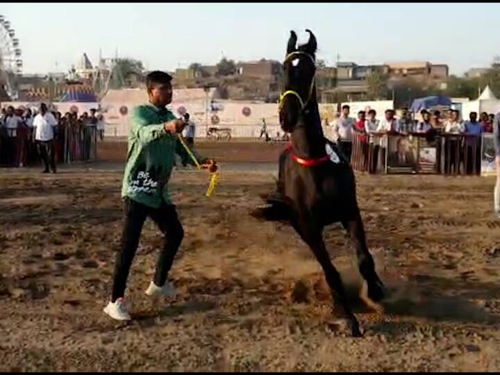 Sarangkheda Horse Fair: सारंगखेडा चेतक फेस्टिवलमध्ये अश्वसौंदर्य स्पर्धा संपन्न झाली असून तीनशे पेक्षा अधिक घोड्यांनी स्पर्धेत भाग घेतला आहे.