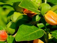 कोरोना की वजह से बढ़ी मांग! आज ही शुरू करें इन चीजों की खेती, मिलेगा मुंह मांगा पैसा