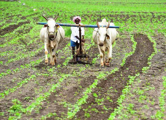 शेतकऱ्यांचा उत्पादन खर्च मोठ्या प्रमाणात वाढत आहे. खते, बियाणे याच्या किंमती दिवसेंदिवस वाढत आहेत. त्यामानाने शेतकऱ्यांच्या पिकांना बाजारभाव मिळत नाही. परिणामी शेतकऱ्यांना मोठा आर्थिक फटका बसतो. त्यामुळं शेतकरी चिंतेत आहेत.