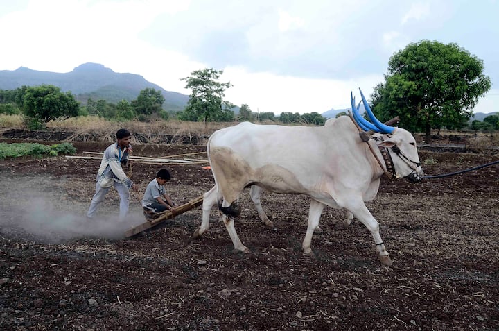 ভারতীয় অর্থনীতির ভিত্তি কৃষি। দেশের বিপুল অংশের বাসিন্দার জীবন-জীবিকা জড়িয়ে রয়েছে চাষবাসের সঙ্গে।
