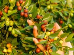 ये जोजोबा क्या बला है? जानिए राजस्थान के किसान इसकी खेती से कैसे कमा रहे हैं लाखों रुपये