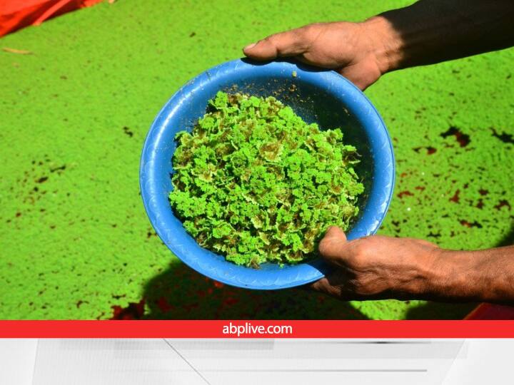 Azolla Animal Fodder Improve Immunity and Milk Production or Animals with Major Health Benefits in Winter Animal Fodder: अब सर्दी में दुधारु पशु नहीं पड़ेंगे बीमार, ये चारा खिलाने पर सर्दी में भी होगा गर्माहट का अहसास