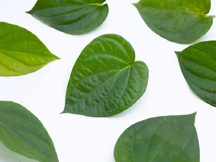 Benefits Of Paan ke Patte: पान के पत्ते से दूर होगी चेहरे पर मुहांसे और दाग-धब्बों की समस्या, बस एक बार इस तरह करें इस्तेमाल Benefits Of Paan ke Patte The problem of pimples and spots on the face will be overcome by betel leaf just use it once like this Benefits Of Paan ke Patte: पान के पत्ते से दूर होगी चेहरे पर मुहांसे और दाग-धब्बों की समस्या, बस एक बार इस तरह करें इस्तेमाल