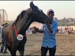 काय त्यांची चाल, काय तो रुबाब; सारंखेड्यात अश्वसौंदर्य स्पर्धा, अश्वशौकीनांची गर्दी