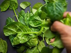 Health Tips: पालकाचे जास्त सेवन आरोग्यासाठी फायदेशीर होण्याऐवजी हानिकारक असू शकते..