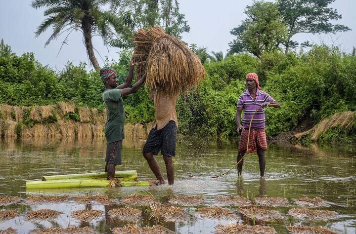 Farmer's Day 2022: আজ, ২৩ ডিসেম্বর কিষাণ দিবস বা জাতীয় কৃষক দিবস