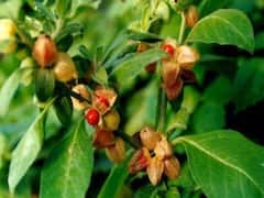 धान-गेहूं से कई गुना ज्यादा मुनाफा देता है अश्वगंधा, जानिए यूपी-बिहार में कैसे कर सकते हैं इसकी खेती