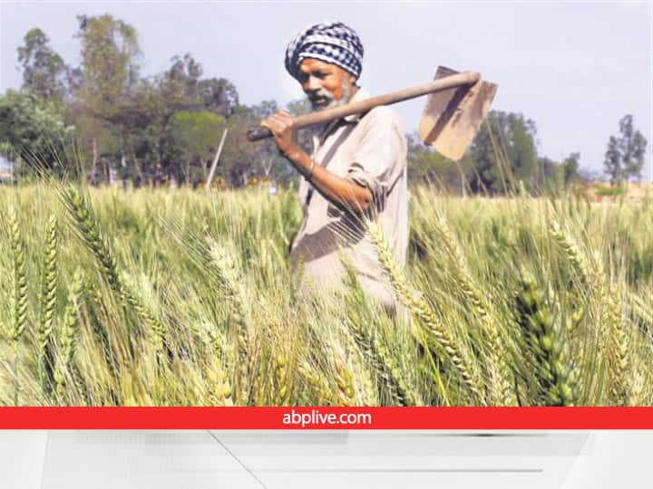 TOP 5 Agriculture Schemes for Haryana Farmers and Haryana Govt scheme for Agriculture and farmers Agriculture Scheme: हरियाणा के किसानों की आय बढ़ाने में मददगार साबित हो रही ये 5 योजनाएं, आप भी ले सकते हैं लाभ