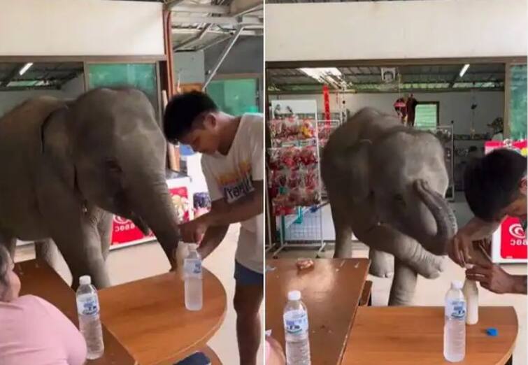 baby elephant asking its caretaker for milk has gone viral online Viral Video: ਦੇਖਭਾਲ ਕਰਨ ਵਾਲੇ ਤੋਂ ਦੁੱਧ ਲਈ ਕਿਊਟ ਅੰਦਾਜ ਵਿੱਚ ਜਿੱਦ ਕਰ ਰਿਹਾ ਹਾਥੀ ਦਾ ਬੱਚਾ, ਦਿਲ ਜਿੱਤ ਲਵੇਗਾ ਵੀਡੀਓ