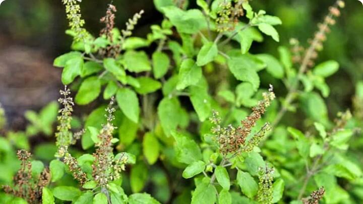 જ્યોતિષમાં સંધ્યા સમયે અને બાદ એટલે કે રાત્રિના સમયે તુલસી પત્રને તોડવાનો અનુરોધ કરાયો છે.