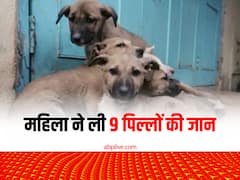 बदायूं में एक दिन पहले जन्मे 9 पिल्लों को महिला ने तालाब में फेंका, सभी की दर्दनाक मौत, केस दर्ज