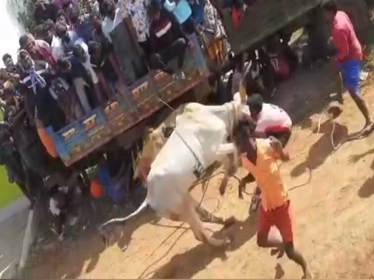 Tiruvannamalai: More than 50 cowherds were injured in the bull letting ceremony TNN ஆரணி அருகே காளை விடும் விழாவில் 50 மாடுபிடி வீரர்கள் படுகாயம்