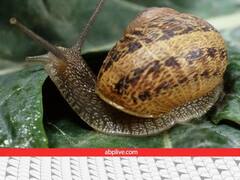 जानवर और उनके दांत की कहानी... वो तो ब्रश भी नहीं करते, फिर उनके कैविटी क्यों नहीं होती?