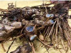 पीली नहीं 'काली हल्दी' की करें खेती, कम निवेश में हो सकता है मोटा मुनाफा