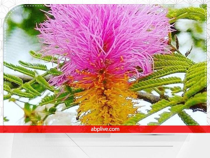 शमी का पौधा दैवीय और बहुत पवित्र होता है. इसलिए इसे लगाते समय साफ मिट्टी का ही प्रयोग करें. इसे लगाते समय दिशा का ध्यान जरूर रखें. इसे घर के अंदर नहीं लगाना चाहिए. शमी के पौधे को छत पर दक्षिण दिशा में रखें. धूप न मिल सके तो इसे पूर्व दिशा में भी लगा सकते हैं.