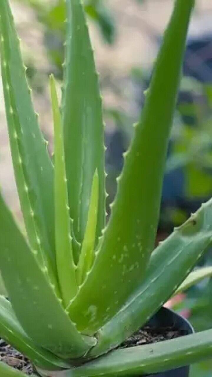 கற்றாழை செடி