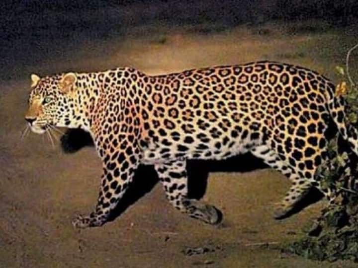 A leopard killed after being hit by a speeding vehicle on the Delhi Meerut Expressway Ghaziabad News: दिल्ली-मेरठ एक्सप्रेसवे पर हादसा, तेज रफ्तार वाहन की चपेट में आने से तेंदुए की मौत