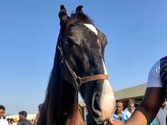 माळेगाव यात्रेत दूषित पाण्यामुळं घोड्याचा मृत्यू