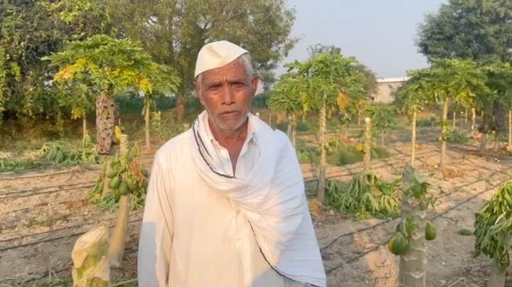 करोडी परिसरातील रामभाऊ धोंडिबा दवंडे यांनी एका एकर जमिनीमध्ये 700  झाडांची पपईची बाग लावली होती.