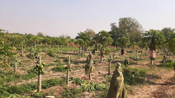 गुरुवारी सकाळी रामभाऊ शेतात गेल्यावर हा सर्व प्रकार उघडकीस आला.