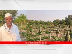 PHOTO: निवडणूकीत पराभव, विरोधकांनी उद्धवस्त केली शेतकऱ्याची पपईची बाग