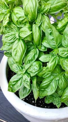 மன அழுத்தத்தை சமாளிக்க உதவும் தாவரங்கள்..!