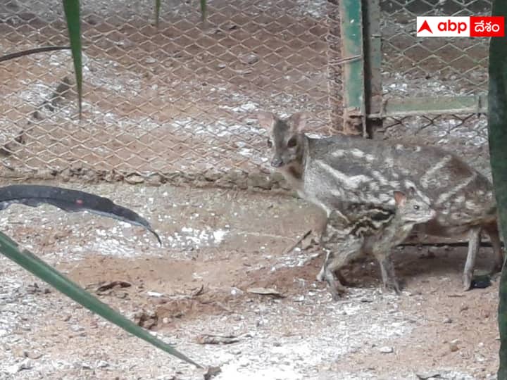 Hyderabad Nehru Zoo Park officials are giving life to the endangered Mouse Deer dnn మేనరికం లక్షణాలు వర్తించే మూషిక జింకలు- అంతరించిపోతున్న జీవులకు ప్రాణం పోస్తున్న హైదరాబాద్ జూ!
