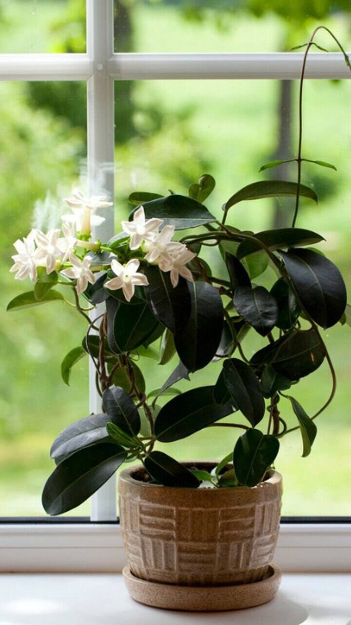 மல்லிகை செடி