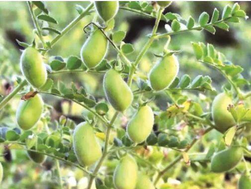 हरभऱ्यावर मर रोगाचा प्रादुर्भाव