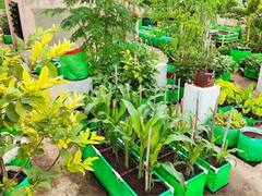 अब छत पर भी उगा सकते हैं आम, अमरूद, पपीता जैसे कई फल... ये है फ्रूट गार्डेनिंग का नया तरीका