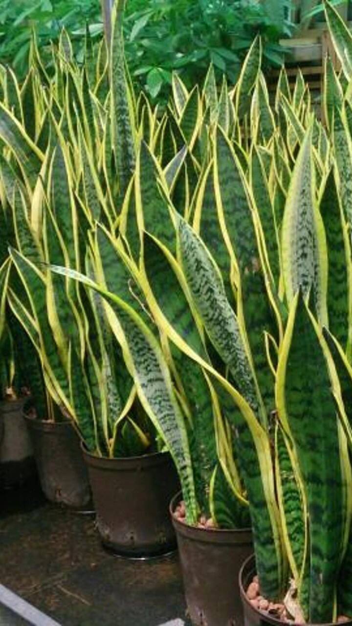 பாம்பு செடி