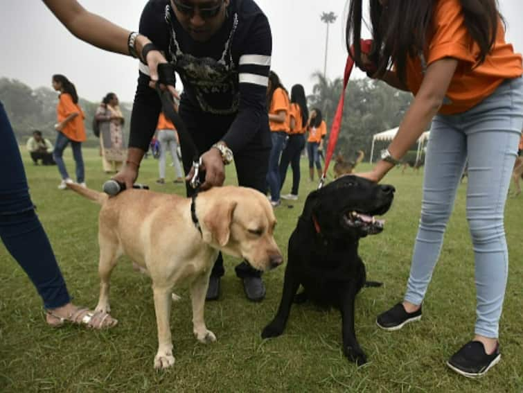 Fines, Curbs, New Rules How Lives Of Pet Parents In Delhi-NCR Changed In 2022 Fines, Curbs, New Rules: How Lives Of Pet Parents In Delhi-NCR Changed In 2022