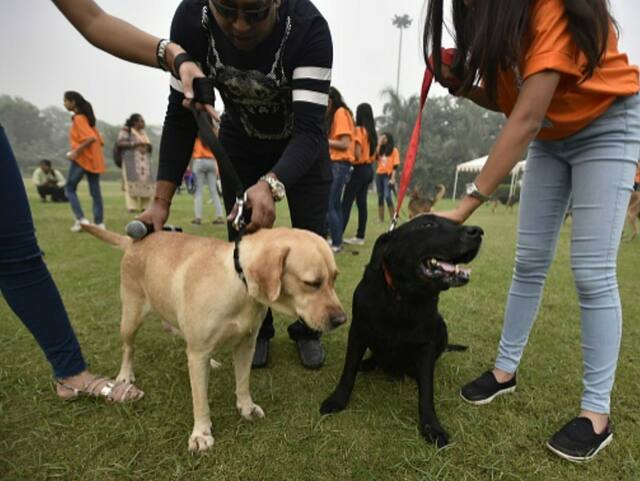 Pet dog attacks woman, infant in Gurugram society, owner booked