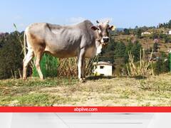 'बद्री' गाय को मिला है 'पहाड़ों की कामधेनु' का दर्जा, 5500 रुपये किलो में बिकता है इसके दूध से बना घी, जानें खूबियां
